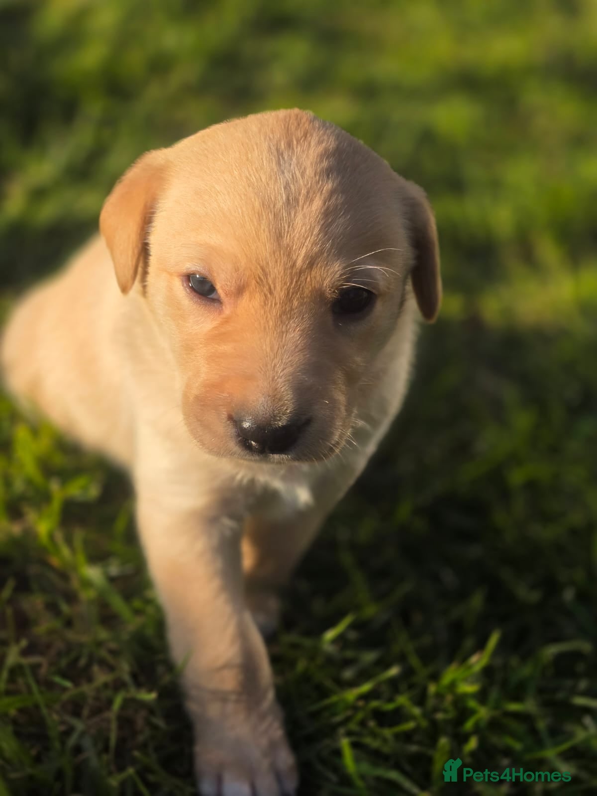 Labrador Retriever dogs Stunning Labrador puppies Ready to reserve - Advert 5
