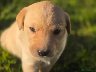 Labrador Retriever dogs Stunning Labrador puppies Ready to reserve - Advert 5