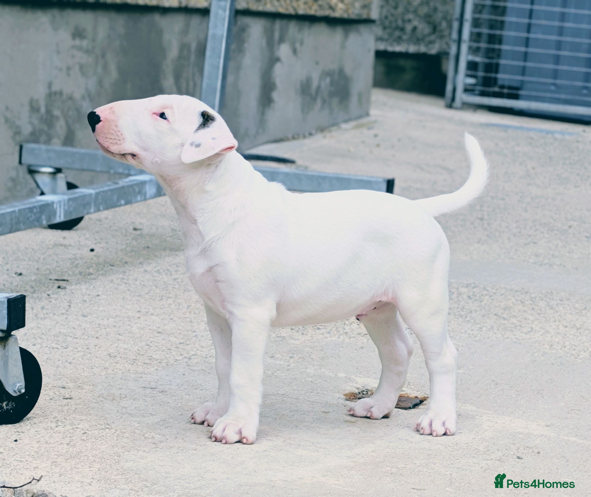 Bull Terrier dogs Bull terrier pups (1 male & 1 female) - Advert 1