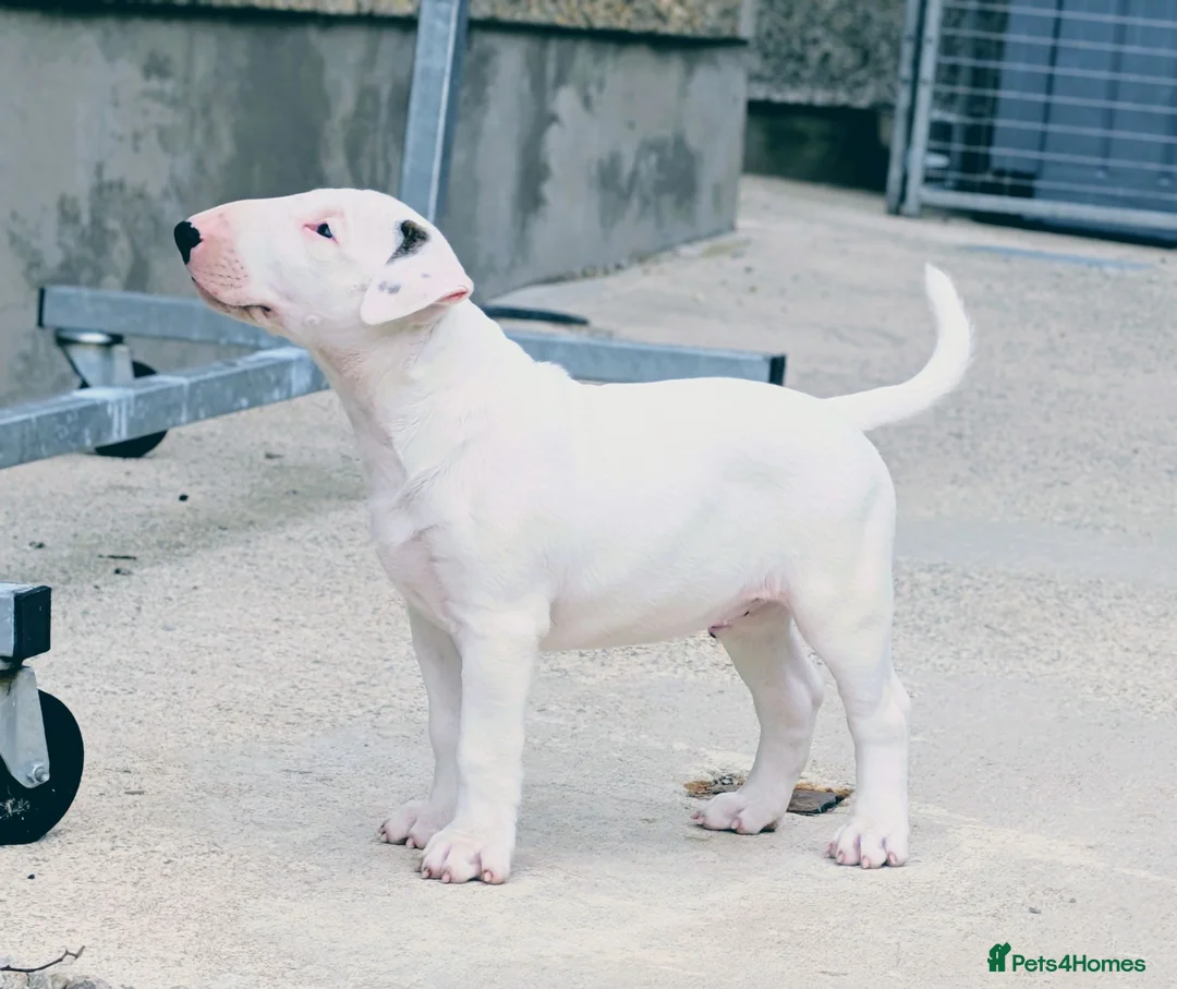 Bull Terrier dogs for sale: Bull terrier pups (1 male & 1 female) - Advert 2
