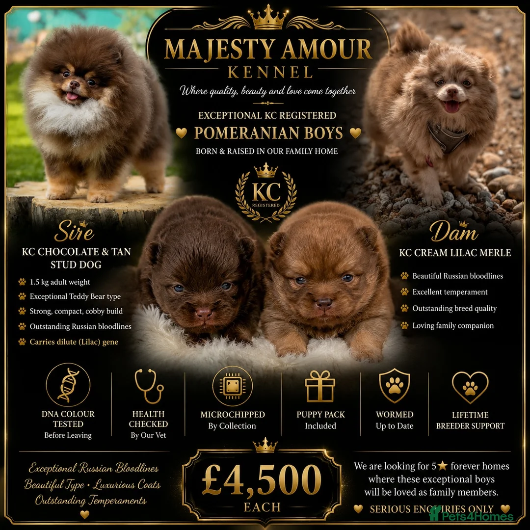 Pomeranian dogs for sale: 👑 Elite KC Teddy Bear Pomeranian Boys 👑 - Advert 1