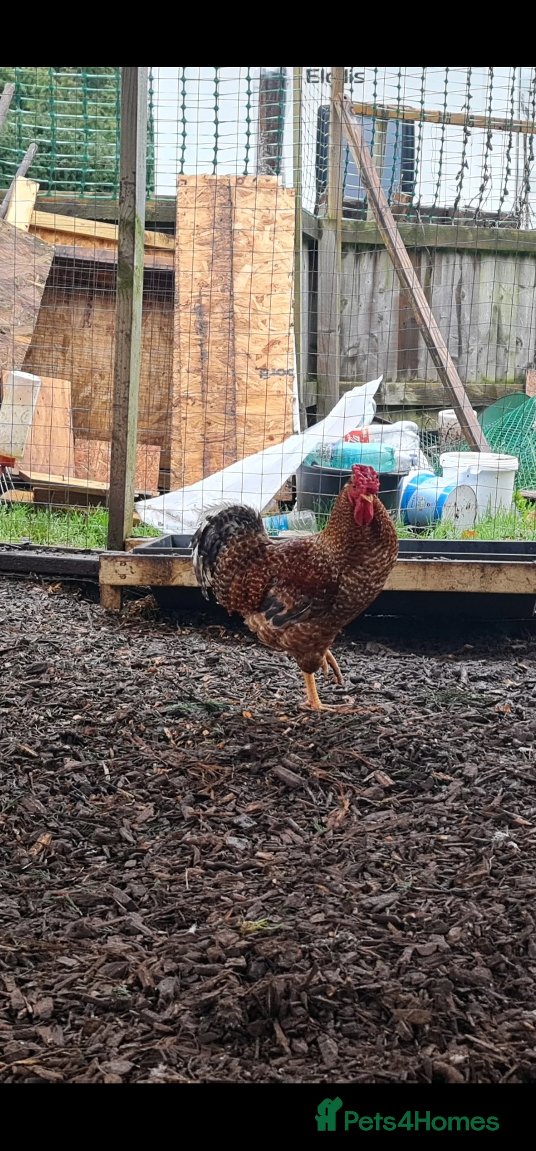 Mixed Breed poultry for sale: Two beautiful cockerels looking for new home. - Advert 9