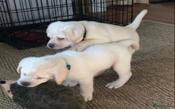Labrador Retriever dogs for sale: Labrador Retriever Puppies For Sale. - Image 2