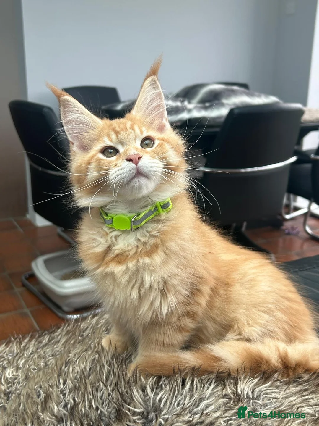 Maine Coon cats for sale: XL RED MAINE COON KITTENS in Rochester - Advert 2