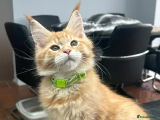 Maine Coon cats XL PEDIGREE MAINECOON KITTENS (KENT) - Advert 12