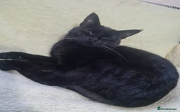 Domestic Shorthair cats for sale: black cat - Image 1