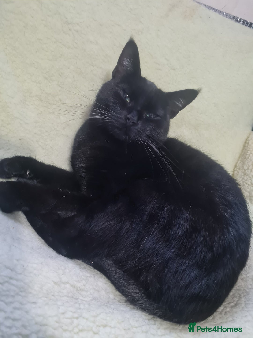 Domestic Shorthair cats for sale: black cat - Image 1