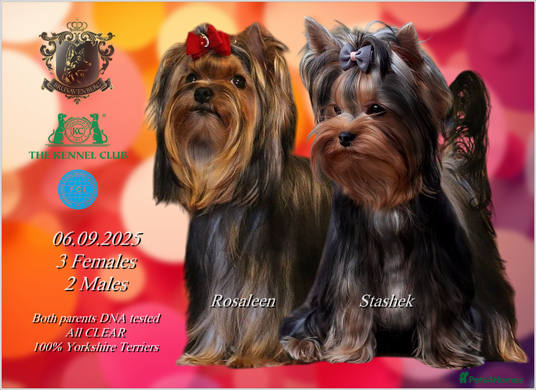 Yorkshire Terrier dogs for sale: KC REGISTERED DNA TESTED PARENTS MINIATURE YORKIES - Image 3