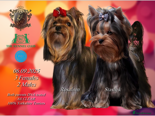 Yorkshire Terrier dogs - Advert 7