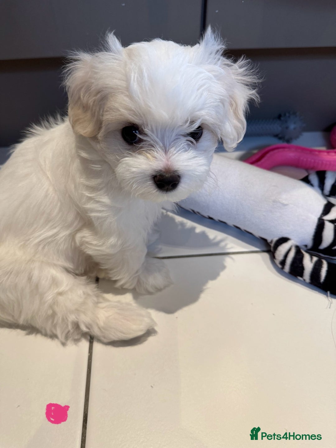 Maltese dogs for sale: 5 Generation KC registered Maltese - Image 7