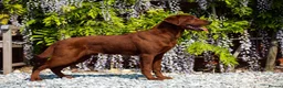 Labrador Retriever dogs for sale: DARK RED KC LABRADOR PUPPIES - LICENSED BREEDER  - Advert 6