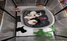 Mixed Breed dogs for sale: F1 jackcain  - Advert 18