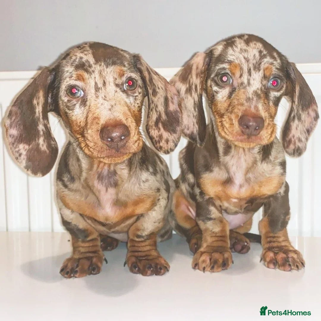 Miniature Dachshund dogs for stud: ISABELLA AND TAN DAPPLE DACHSHUND  in Sunderland - Advert 7