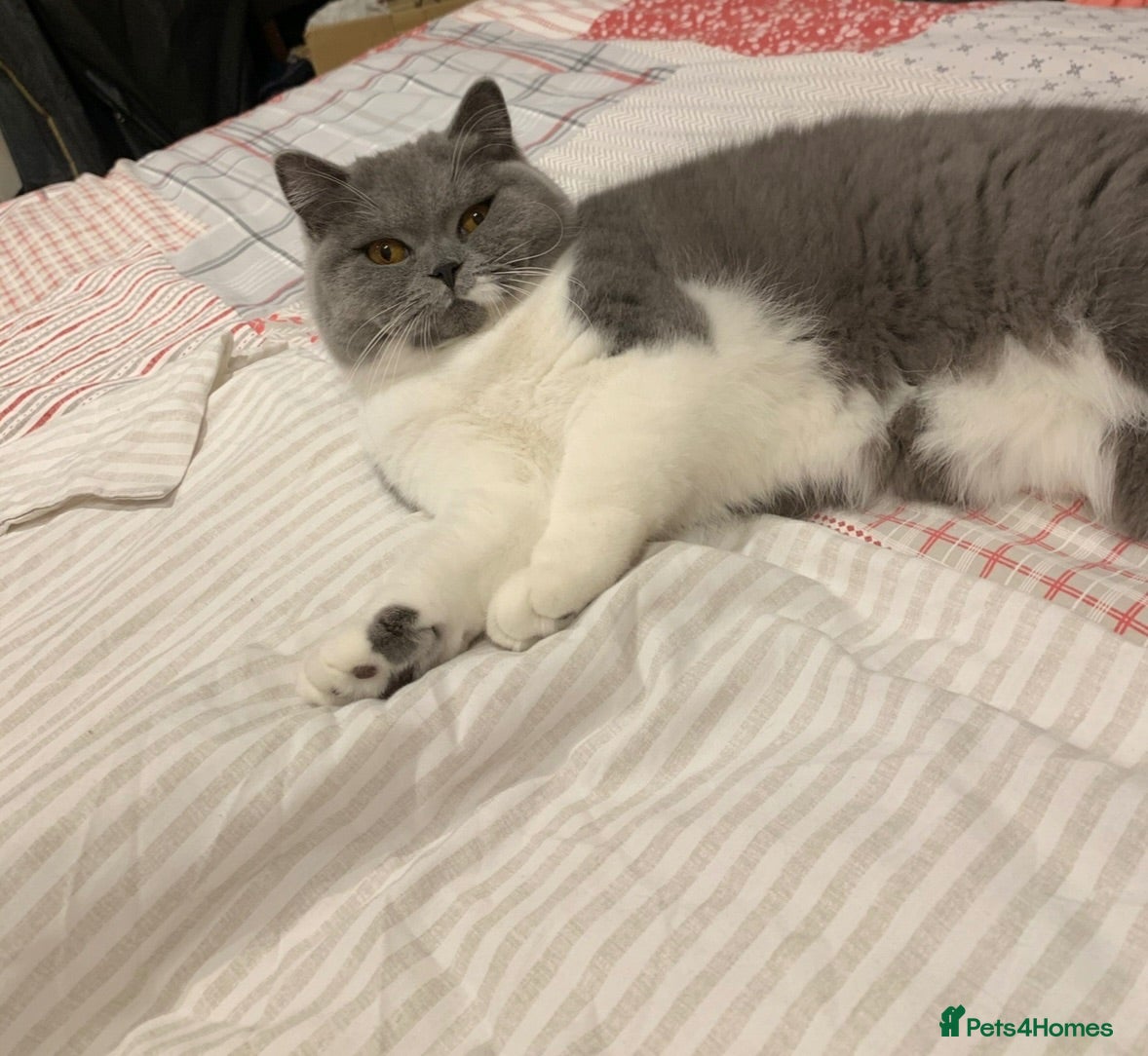 British Shorthair cats FULL PEDIGREE REGISTERED BSH  - Advert 2