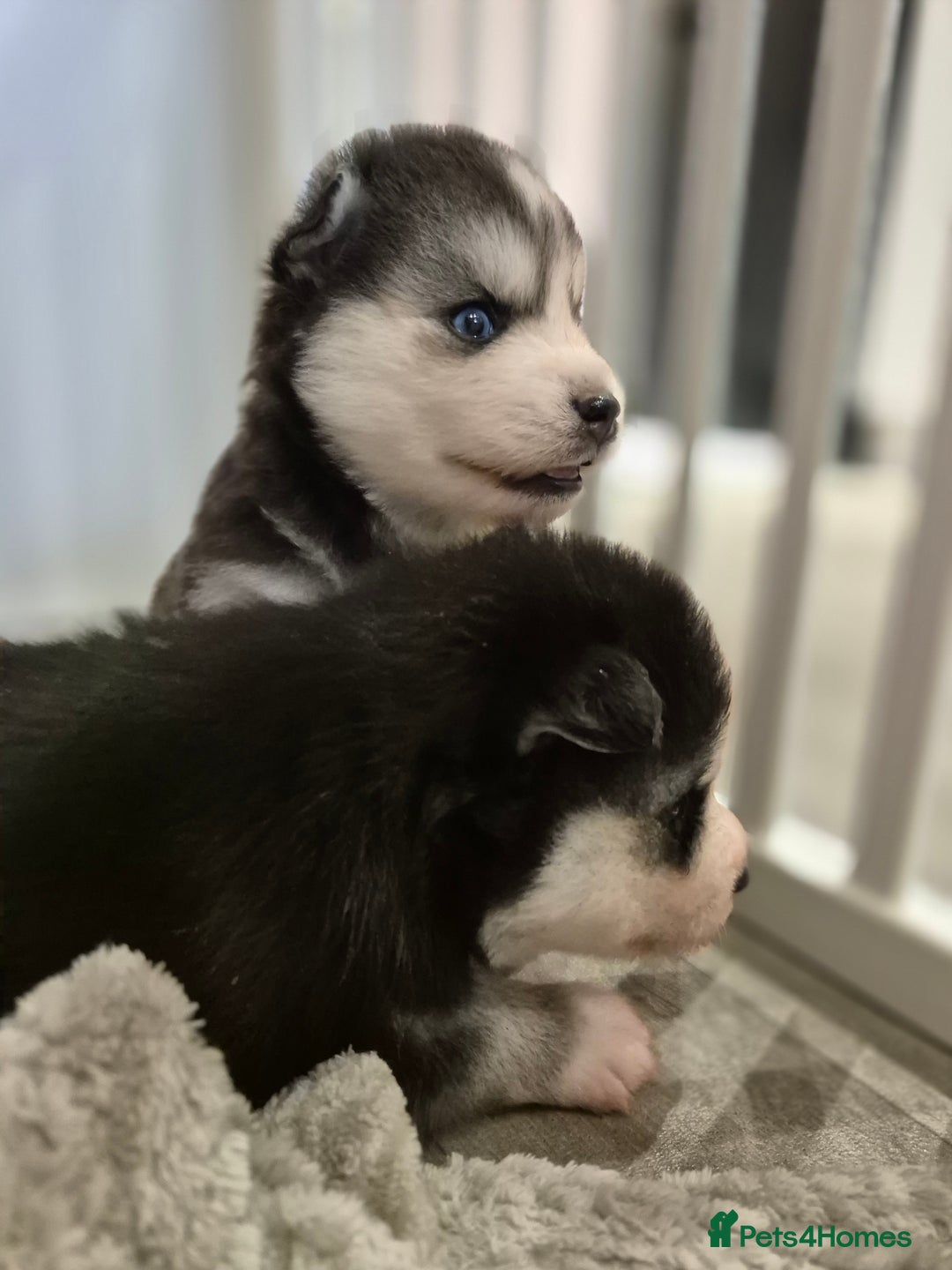 Pomsky dogs for sale: The perfect Blue eyed pomskys  - Advert 10