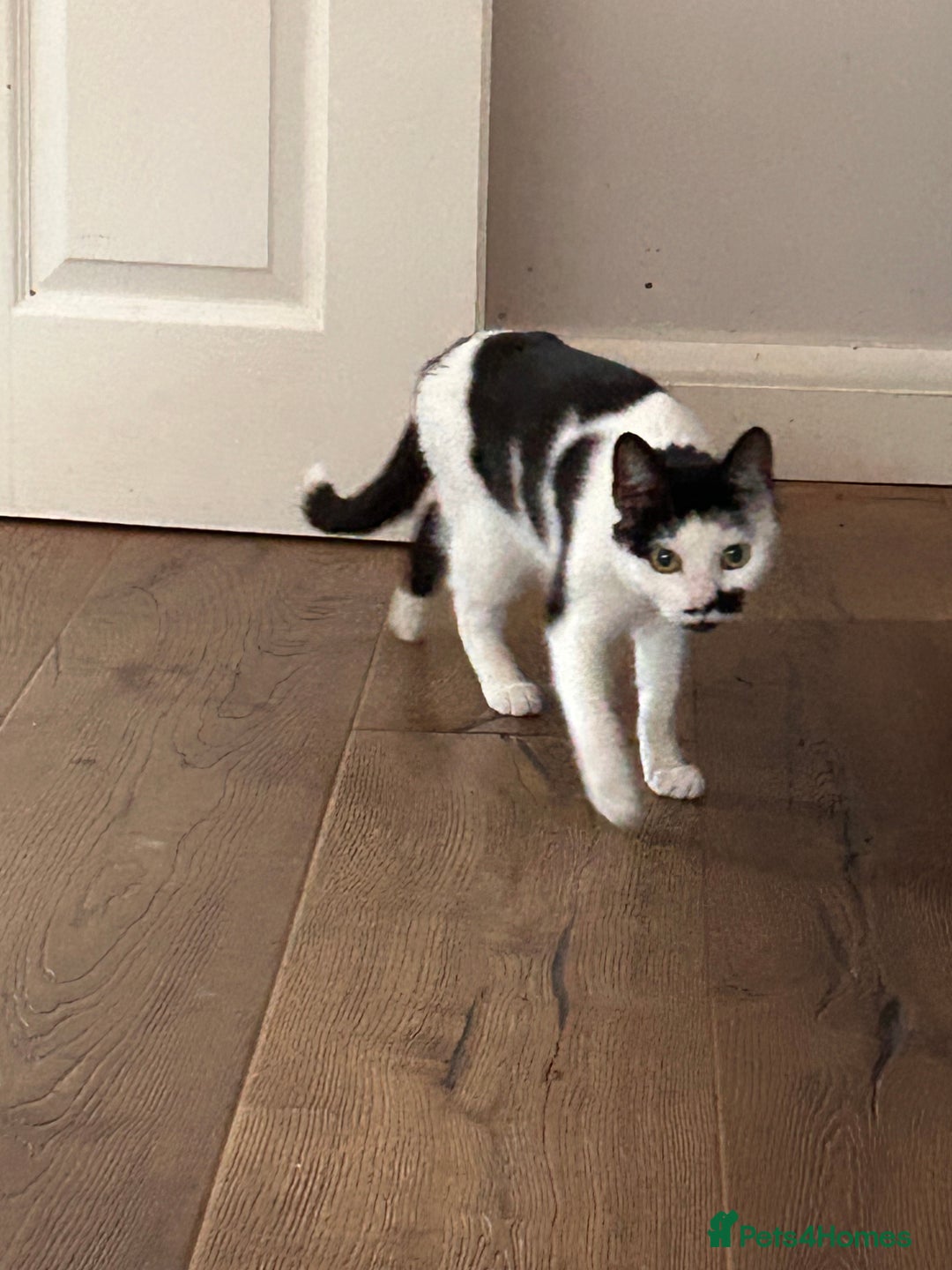 Domestic Shorthair cats for sale: Older cats needing rehoming  - Image 3