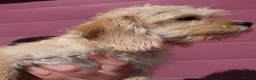 Jackapoo dogs for sale: Fluffy Jackapoo × Cavalier King Charles Puppy in Chichester - Advert 12