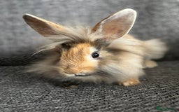 Lionhead rabbits for sale: 3 females Dutch x lionhead ready to go💞 - Image 10