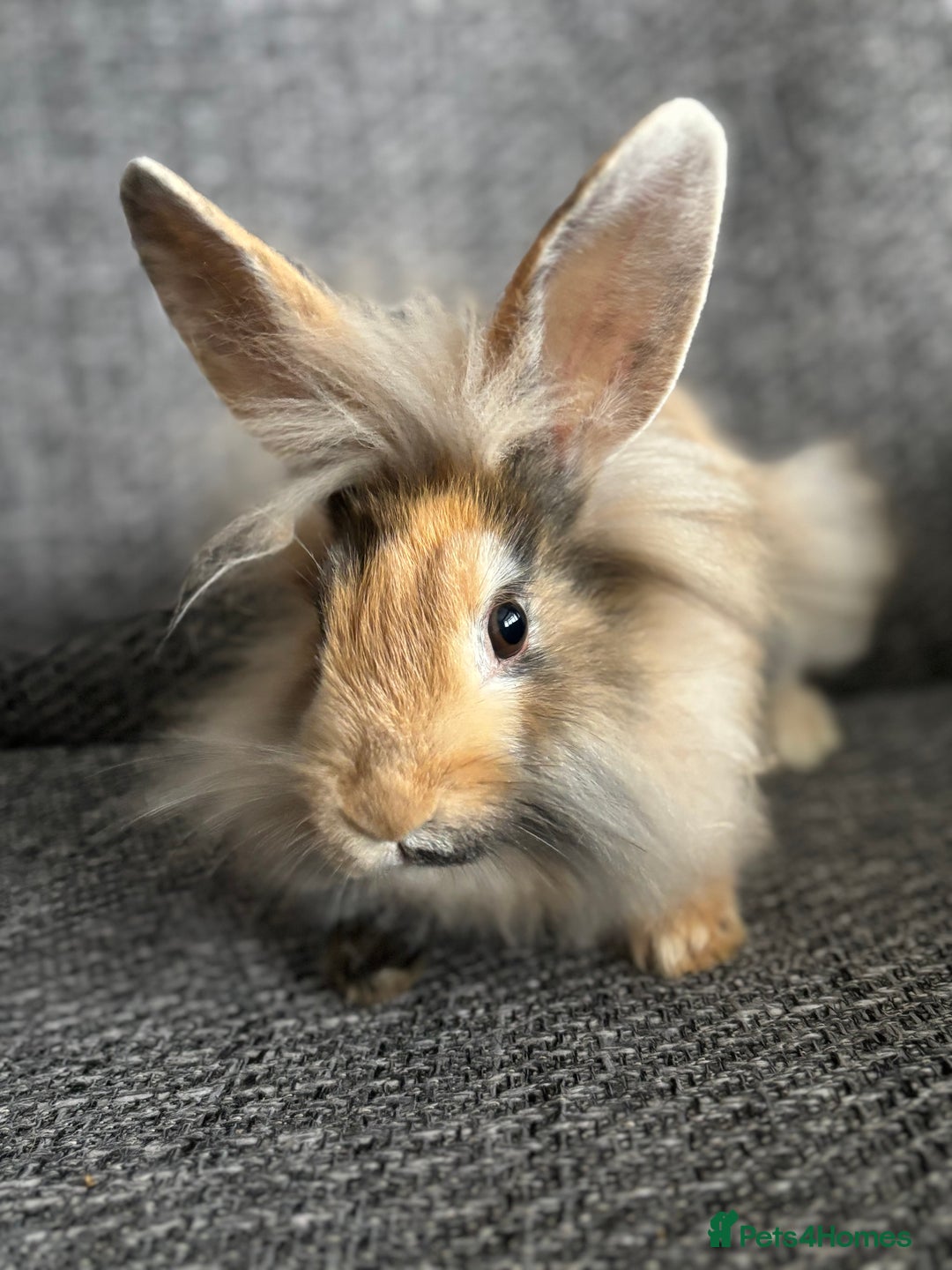 Lionhead rabbits for sale: 3 females Dutch x lionhead ready to go💞 - Image 10