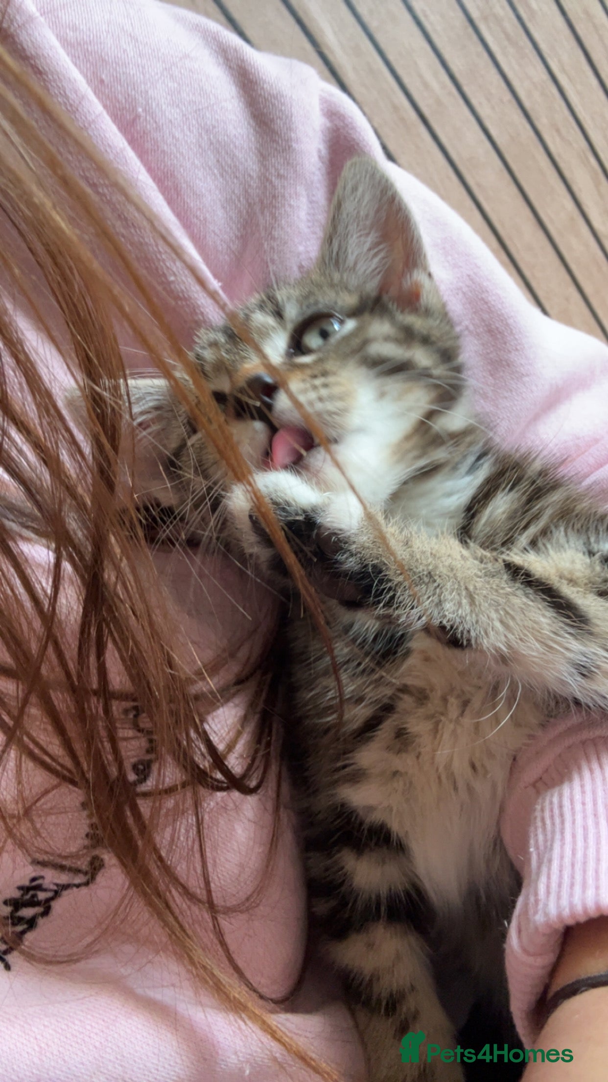 Mixed Breed cats 13 week old kitten - Advert 19