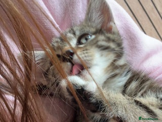 Mixed Breed cats for sale - Advert 1