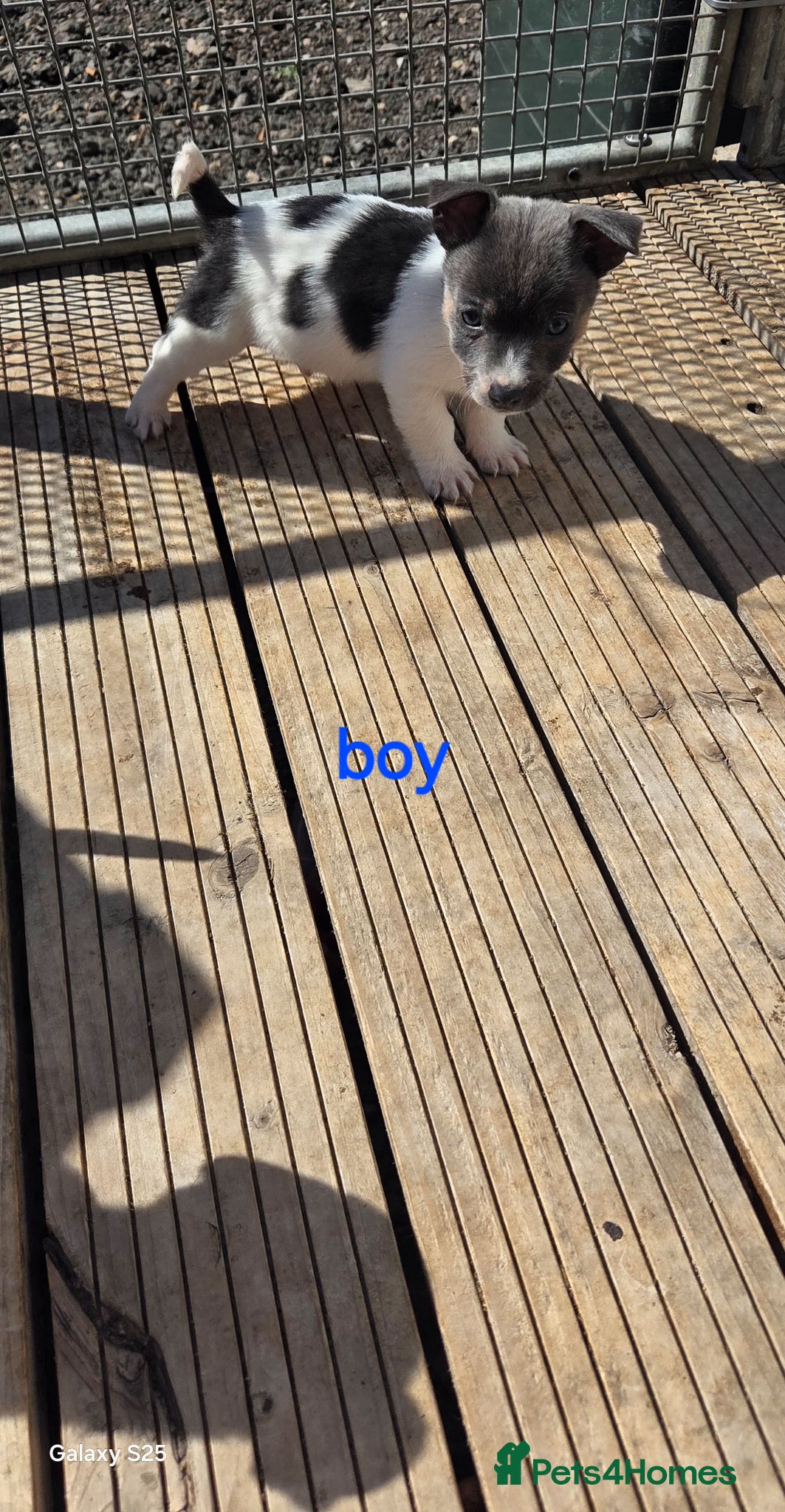 Jack Russell dogs Adorable jack russel puppy blue boyLEFT - Advert 1