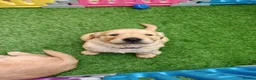 Golden Retriever dogs for sale: READY TO RESERVE  in Bradford - Advert 8