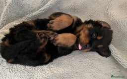 Rottweiler dogs for sale: Rottweiler Puppies  - Image 8