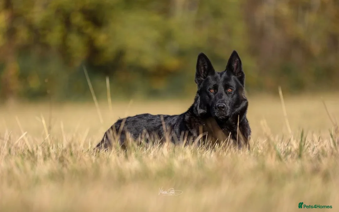 German Shepherd dogs for sale: Looking for retirement home - Advert 2