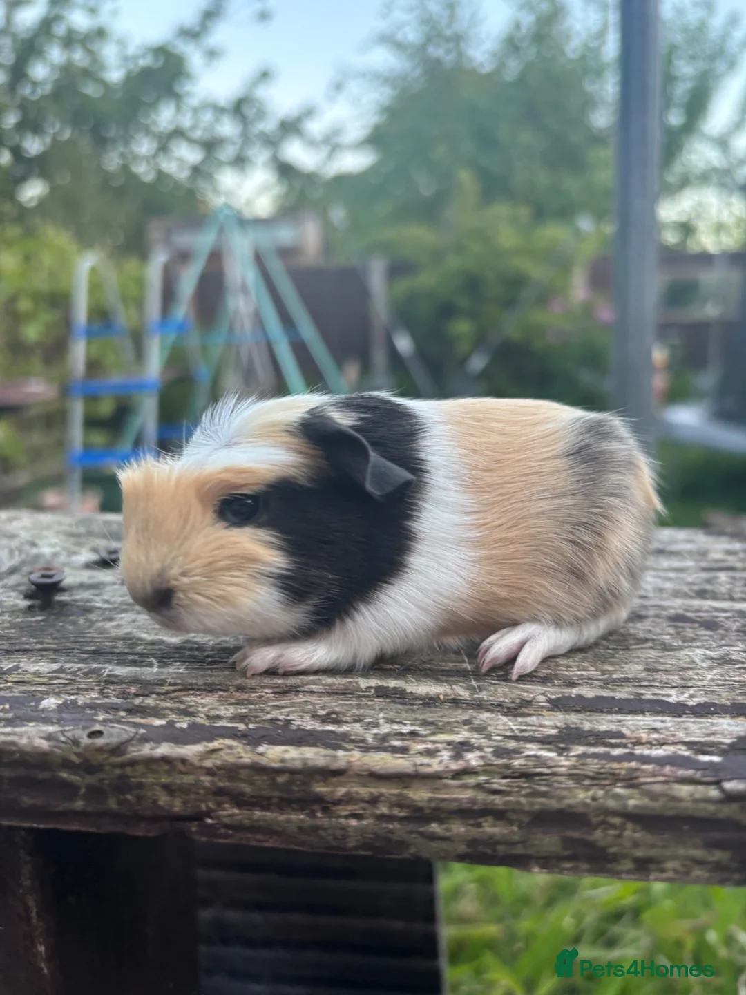 Guinea Pig rodents for sale: Baby boars - Advert 2