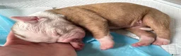 Alapaha Blue Blood Bulldog dogs for sale: Alapaha blue blood bulldogs  in Gloucester - Advert 2
