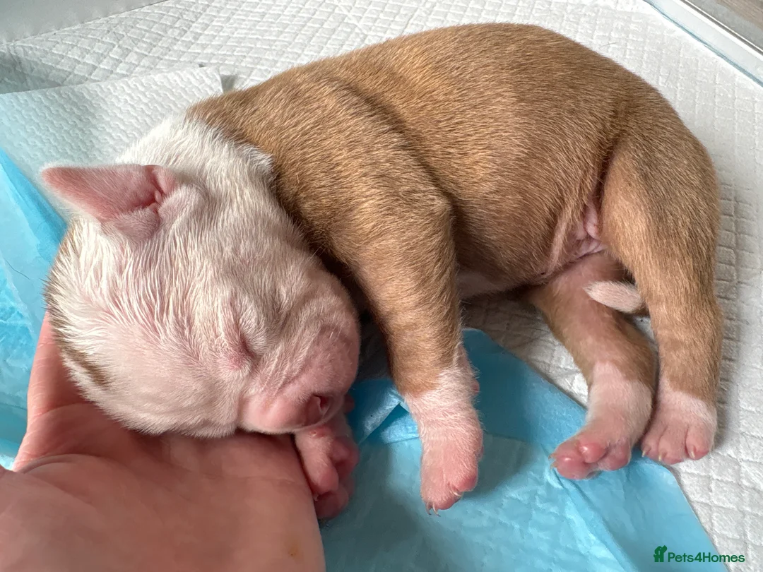 Alapaha Blue Blood Bulldog dogs for sale: Alapaha blue blood bulldogs  in Gloucester - Advert 2