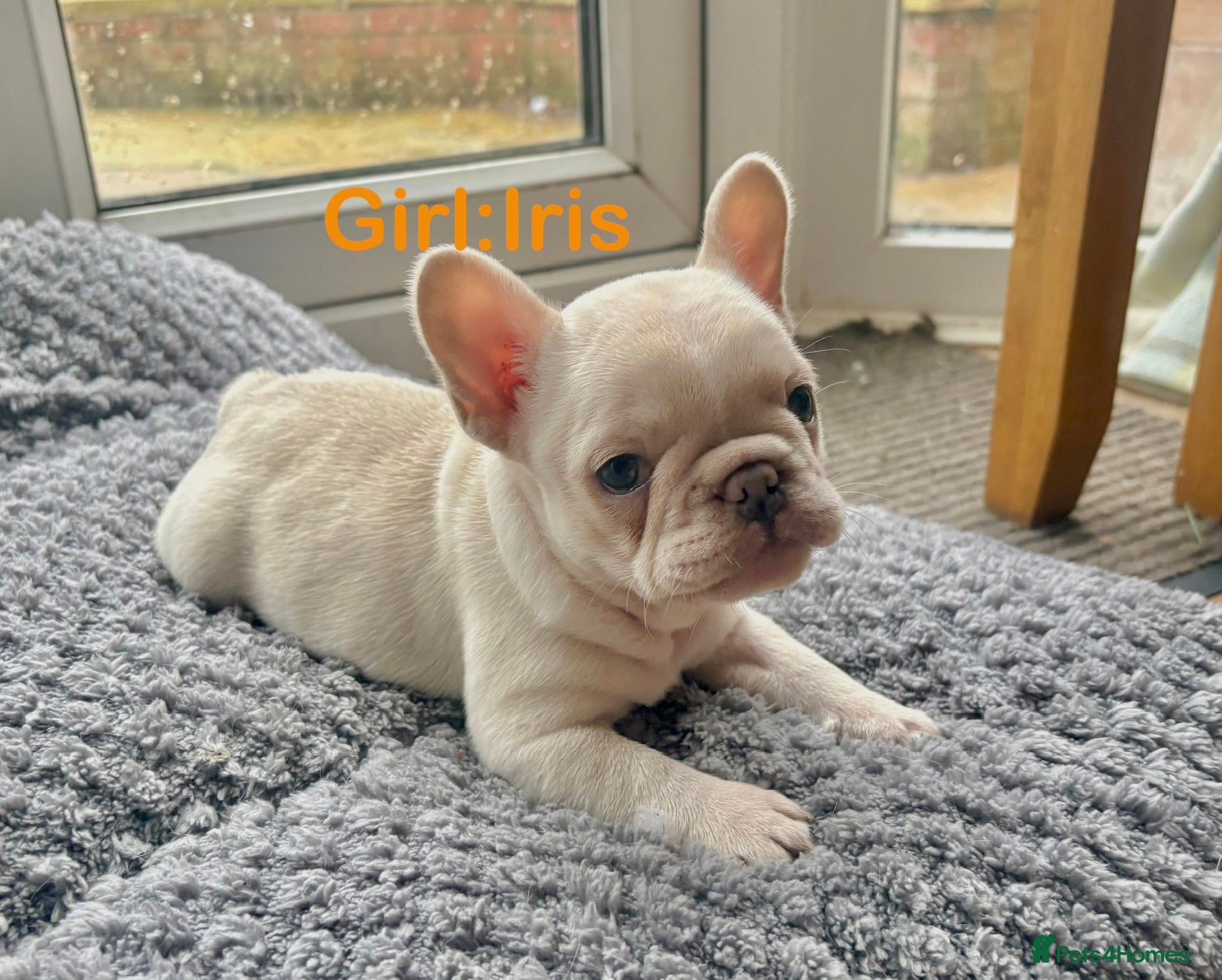 French Bulldog dogs Only 2 Girls left:French Bull Dog Puppies - Advert 3