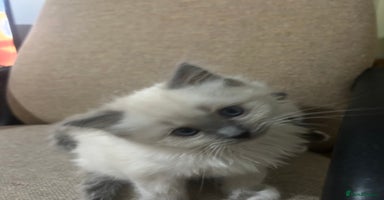 Ragdoll cats - Advert 11