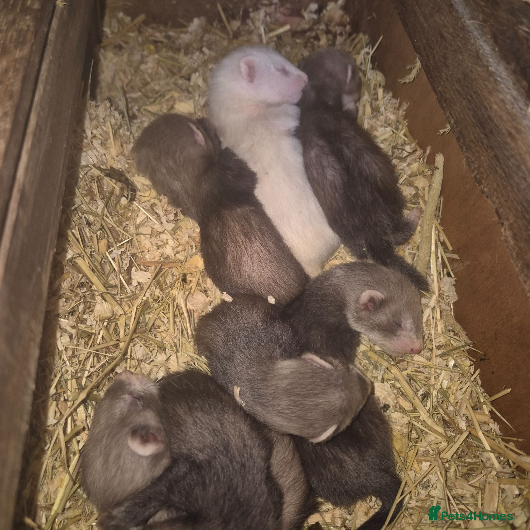 Ferret rodents Female  ferrt with babys - Advert 11