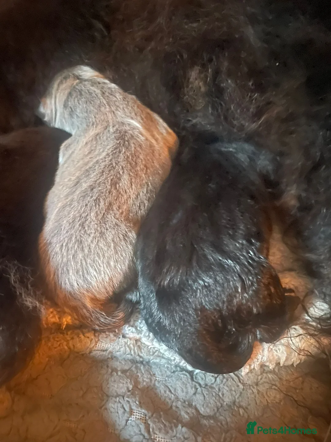 Chow Chow dogs for sale: Chow chow pups kc reg champ lines - Advert 4