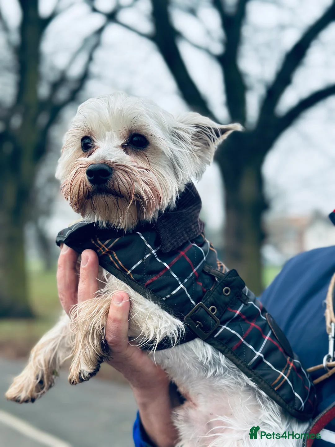 Yorkshire Terrier dogs for stud: Yorkshire terrier to stud in Dagenham - Advert 2