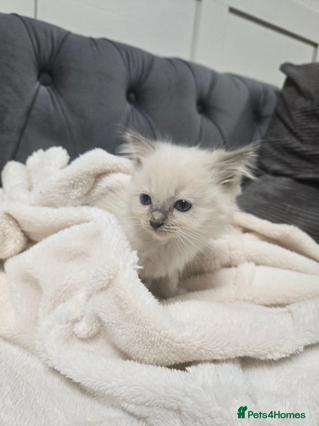 Ragdoll cats for sale: Beautiful mitted bluepoint ragdolls - Advert 2