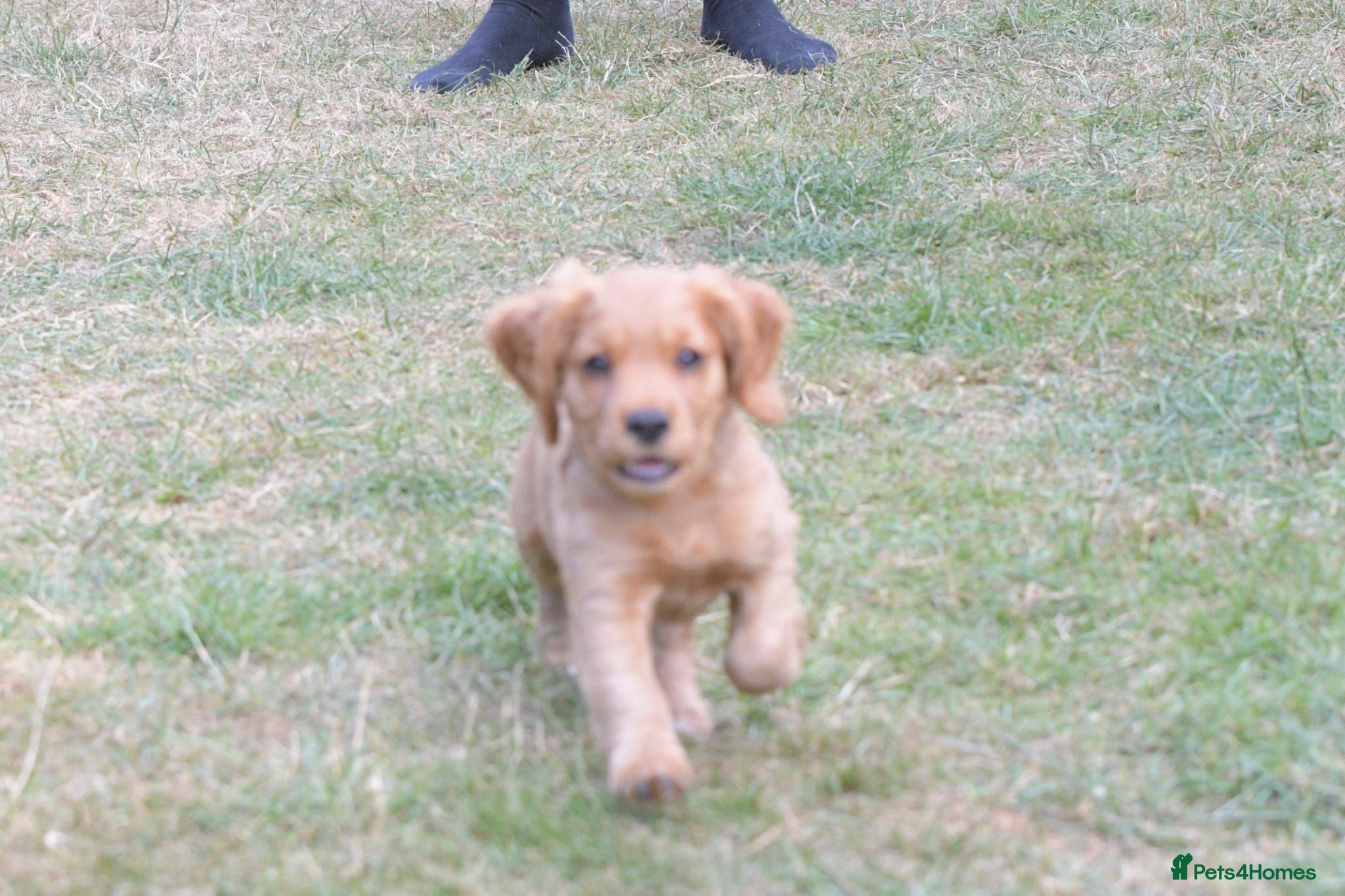Cocker Spaniel dogs Working cocker spaniel pup's,sire is ft champion - Advert 2