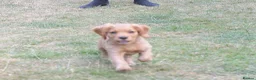 Cocker Spaniel dogs for sale: Working cocker spaniel pup's,sire is ft champion - Advert 2