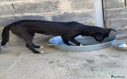 Mixed Breed dogs for adoption: Raven, 1.5 yrs approx. Available for adoption. - Image 9