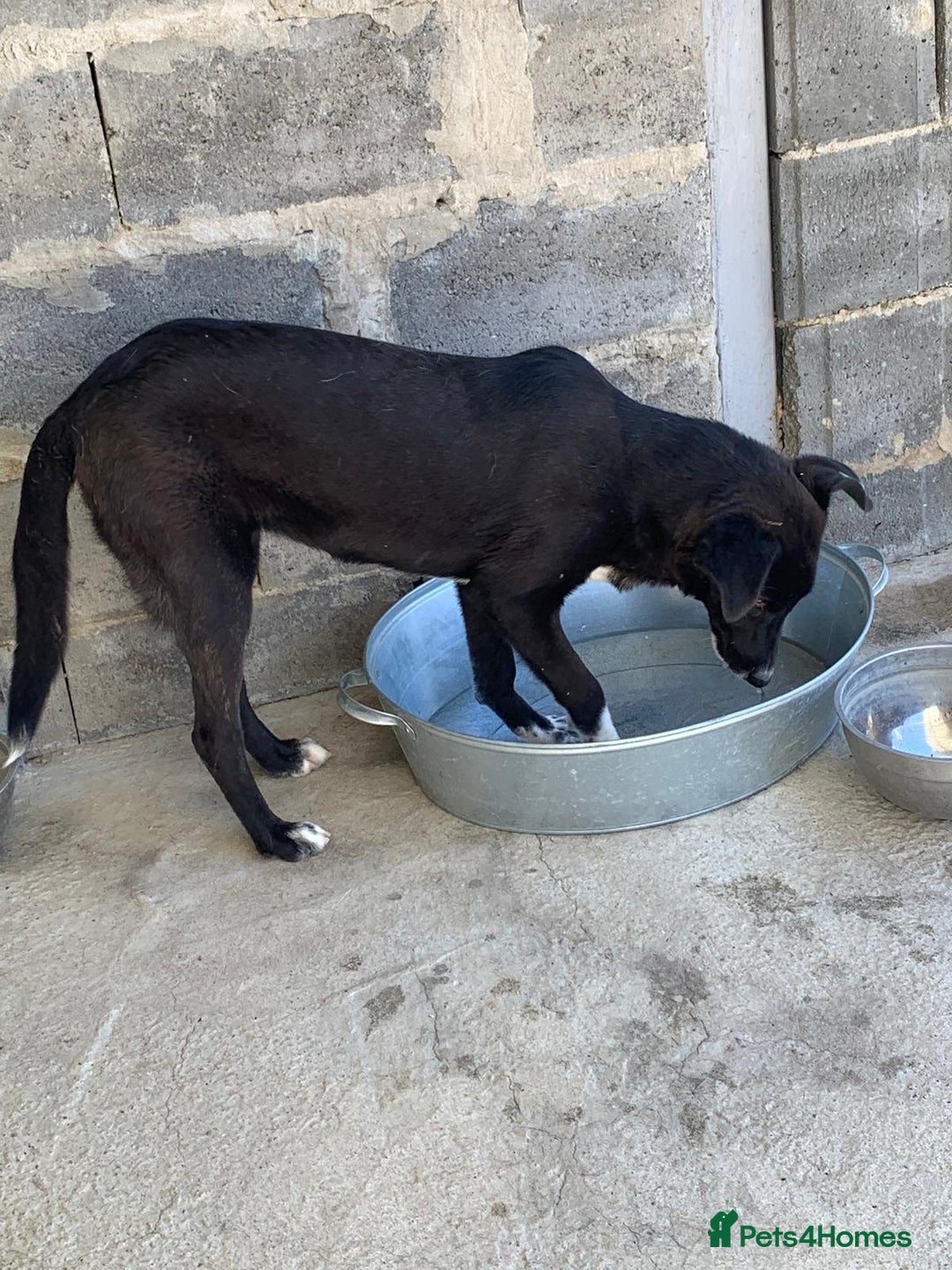 Mixed Breed dogs for adoption: Raven, 1.5 yrs approx. Available for adoption. - Image 9