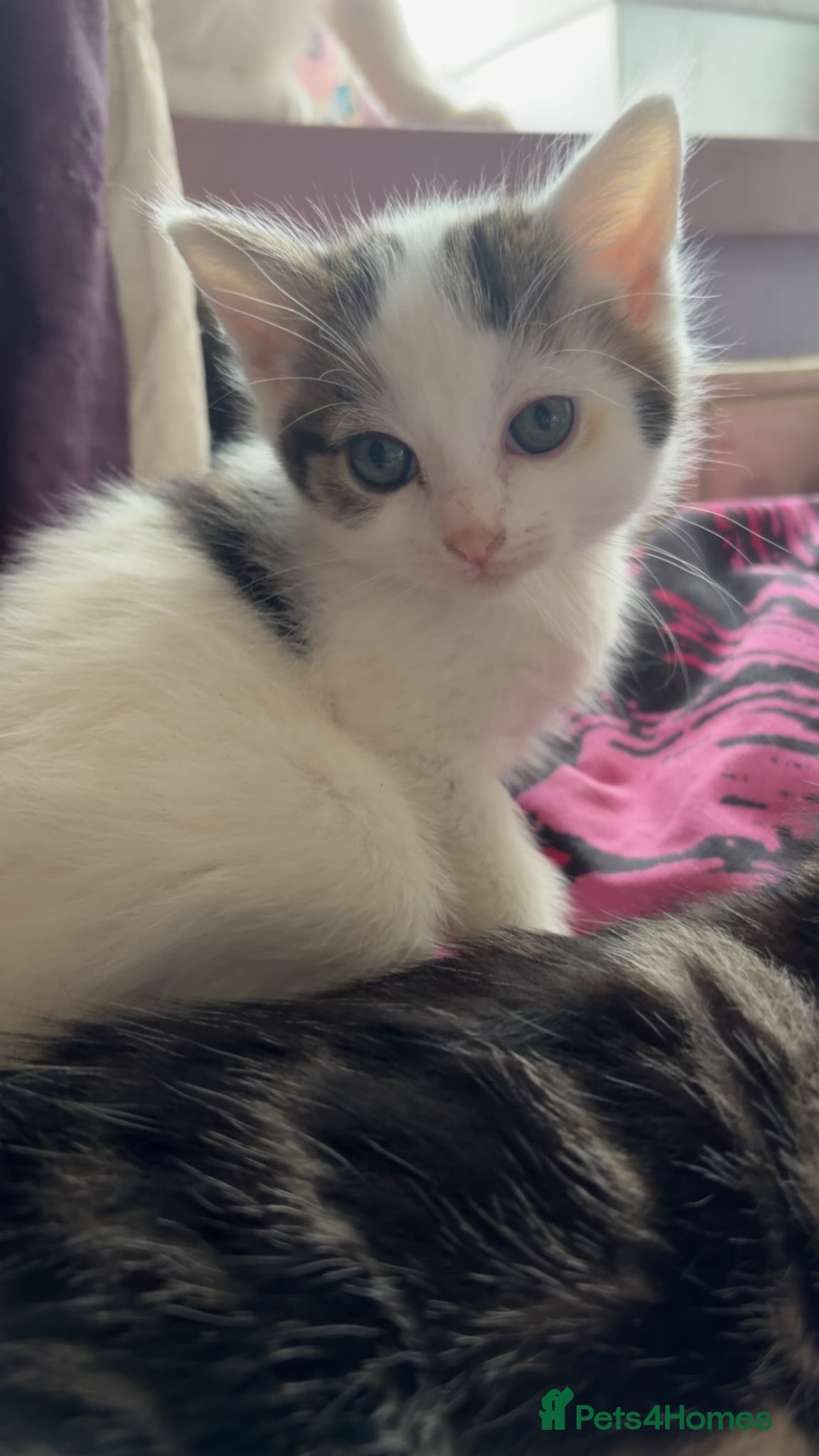 Mixed Breed cats for sale: 5 friendly playful mixed tabby kittens - Advert 18