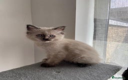 Mixed Breed cats for sale: 5 Half-Ragdoll kittens ❤️ - Image 9