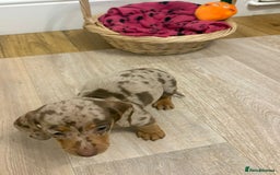 Miniature Dachshund dogs for sale: Minature dachshund pups  - Image 14