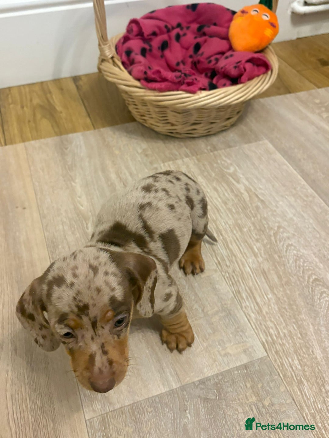 Miniature Dachshund dogs for sale: Minature dachshund pups  - Image 14