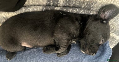 Patterjack dogs - Advert 4