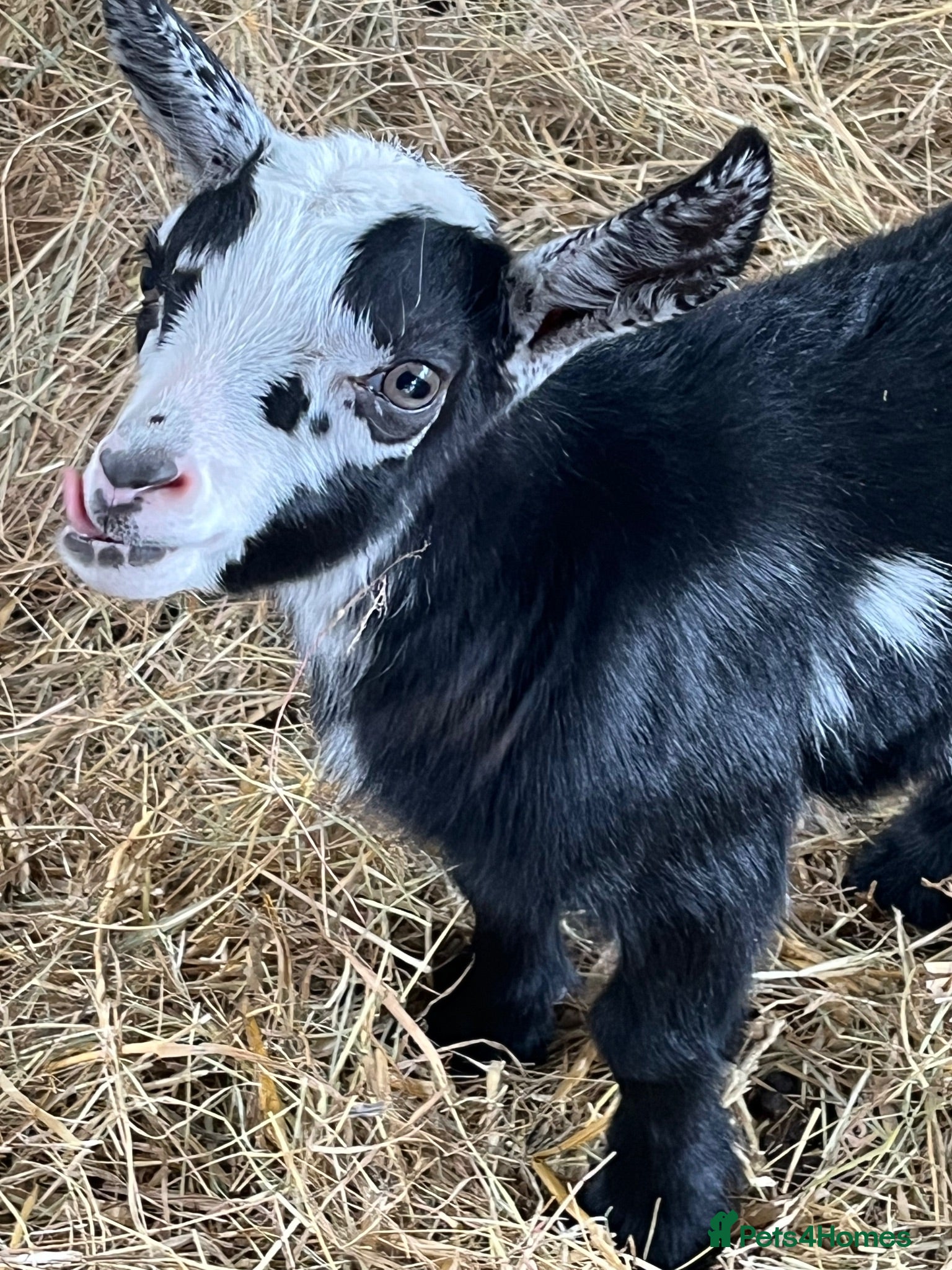 Goats livestock Pigmy wether for sale - Advert 1