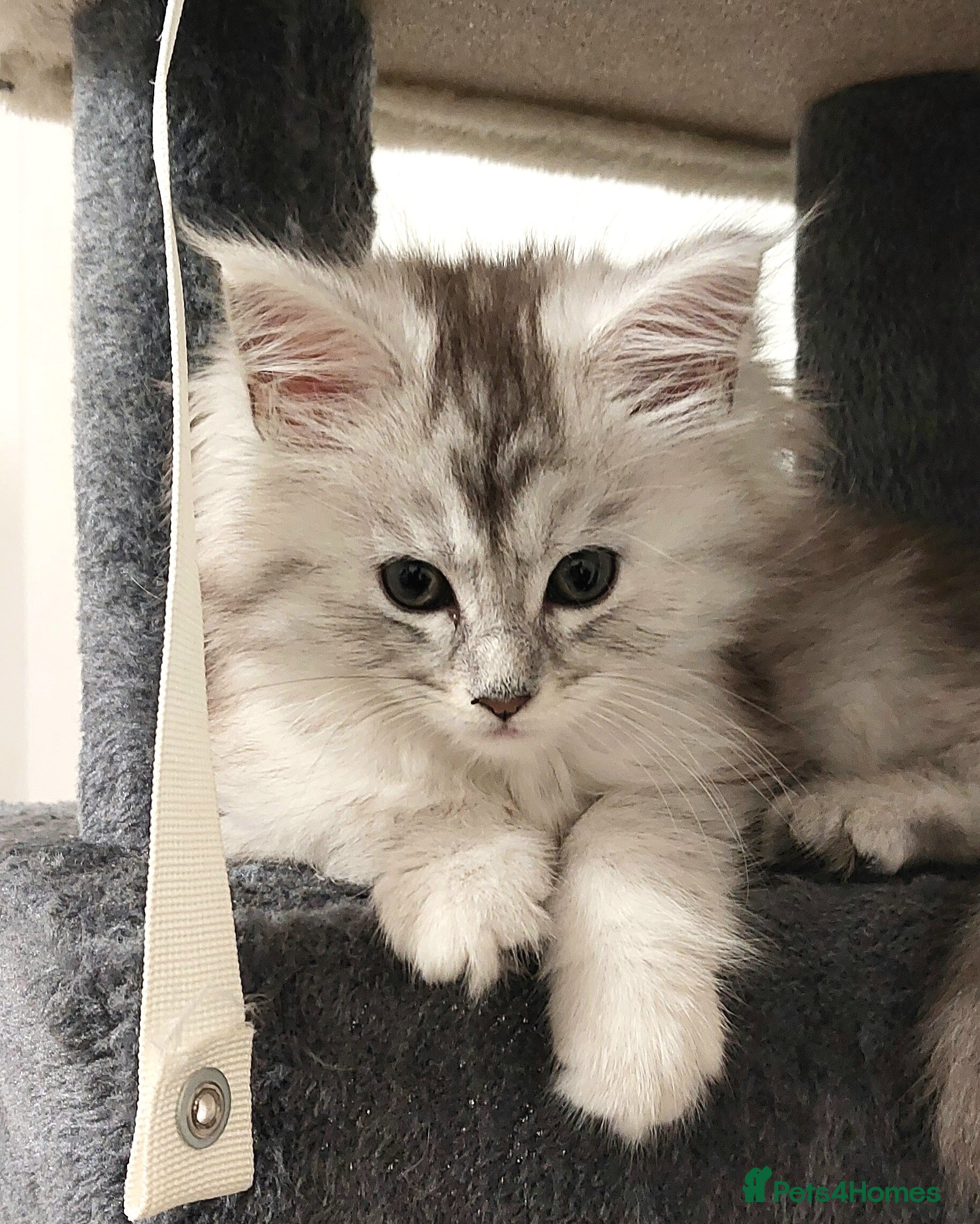 Maine Coon cats ❤️❤️❤️Maine Coon  kittens❤️❤️ - Advert 9