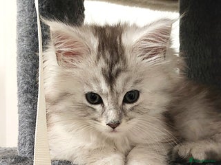 Maine Coon cats ❤️❤️❤️Maine Coon kittens❤️❤️ - Advert 9